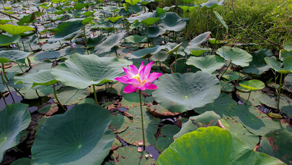 Vibrant pink lotus bloom in serene pond, symbolizing tranquility and enlightenment, popular in...