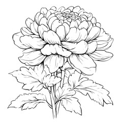Chrysanthemum coloring book vector design, Chrysanthemum illustration art