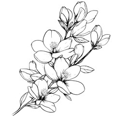 Magnolia coloring book vector design, Magnolia illustration art