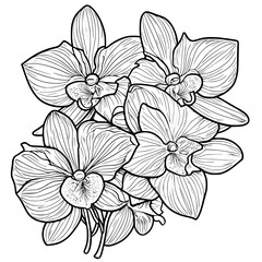 Orchid coloring book vector design, Orchid illustration art