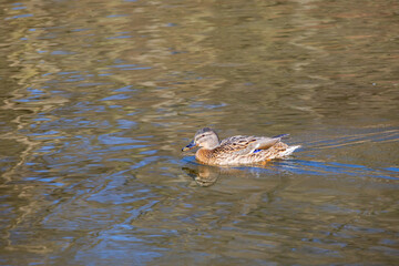 Male and female ducks swim in the water on a pond in the setting sun