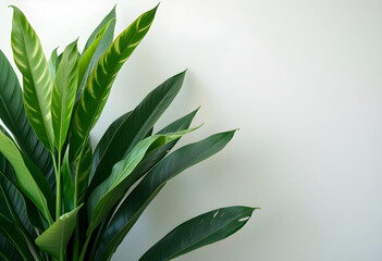 Fototapeta premium Large Green Leaves Isolated on White Background – Botanical Nature Stock Image