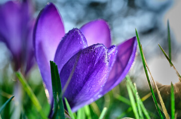 Colchicum autumnale violet with dew drops