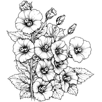 Hollyhock coloring book vector design, Hollyhock vector graphic