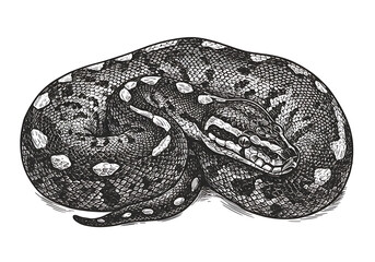 Fototapeta premium Detailed black and white python snake drawing reptile illustration art