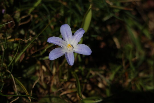 Schneeglanz, Sternhyazinthe, Chionodoxa Fr&uuml;hjahrsbl&uuml;her im M&auml;rz