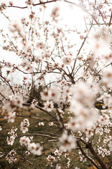 Blooming almond trees with flowers in garden close up. Springtime.