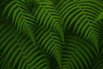 Close-Up of Green Fern Leaves – Natural Jungle Texture Background