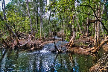 After torrential monsoonal rains water flows from the paperbark (melaleuca) forest in the tropical Elsey National Park, Mataranka, Northern Territory, Australia
