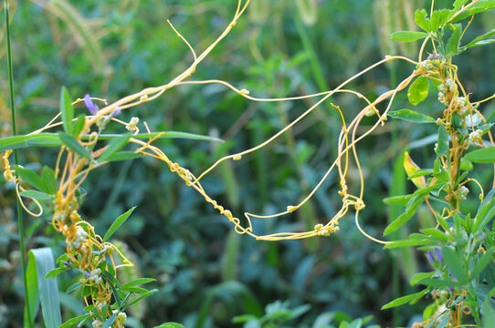 The parasitic plant cuscuta grows among crops