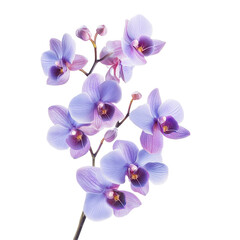 Obraz premium Beautiful purple orchid bouquet isolated on bright Transparent background showcasing delicate floral details, Isolated image purple orchid bouquet on PNG background