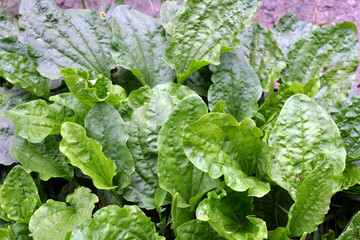 In nature, the plantain is large (Plantago major, Plantago borysthenica) is grows among grasses