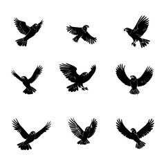 Obraz premium Collection of Hawks vector designs, Hawks vector illustration