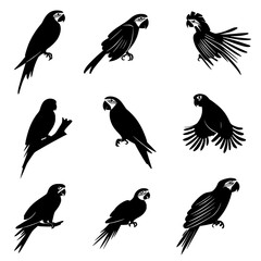 Fototapeta premium Collection of Macaws vector designs, Macaws vector illustration