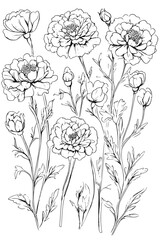 Collection of Marigolds coloring book vectors, Marigolds vector illustration