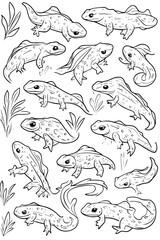 Fototapeta premium Collection of Newts coloring book vectors, Newts vector illustration
