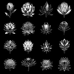 Collection of Proteas mandala vector design, Proteas vector illustration