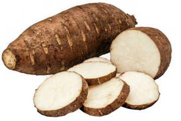 A whole yuca root and its creamy white slices, ready for a delicious meal, showcasing its earthy brown skin and firm texture against on Transparent Background.
