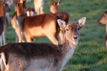 Deers in Phoenix Park in Dublin