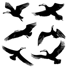Obraz premium Collection of Albatrosses vector designs, Albatrosses illustration art