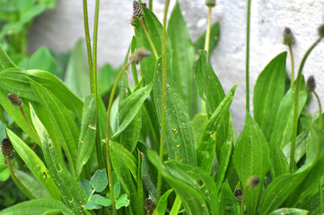 Lanceolate plantain, plantago lanceolata grows in nature