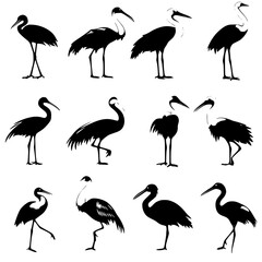 Collection of Ibises vector designs, Ibises illustration art