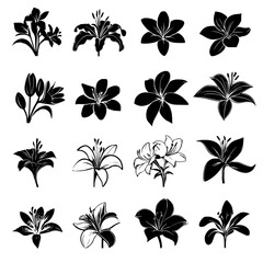 Collection of Lilies vector designs, Lilies illustration art