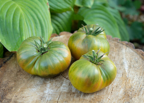 In the home garden, three large Aunt Ruby's German Green, fleshy and very juicy green tomatoes lie on a stump. Organic, fresh produce is sold at the local farmers market. Gardening and agriculture.