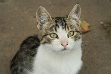 Unhappy white abandoned homeless stray cat is lying in the street. Little sad abandoned kitten on footpath. Homeless abandoned stray cat ​​with very sad smart eyes. Adoption concept. Alone friends