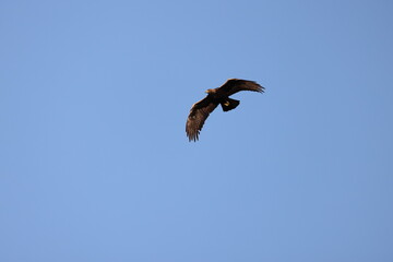 Japanese Golden eagle (Aquila chrysaetos japonica ) in Japan