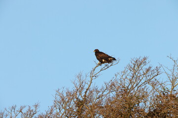 Japanese Golden eagle (Aquila chrysaetos japonica ) in Japan