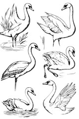 Obraz premium Collection of Swans coloring book vector designs, Swans vector graphic