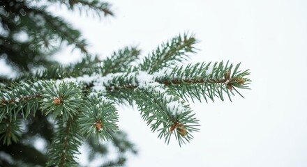 Snowy Pine Branch Winter Wonderland - Close-up of a snow-covered pine branch against a white background. Perfect for winter holiday themes