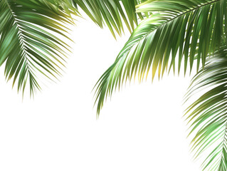 Tropical palm leaf cutout nature photography clean and minimalist close-up view