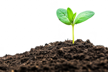 Seedling growth in fertile soil nature photography close-up view environmental awareness