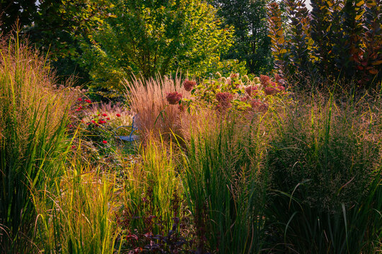 Colorful fall landscape of golden northwind grasses, panicum virgatum, strawberry vanilla hydrangea, purple smokebush and Autumn blaze maple. 