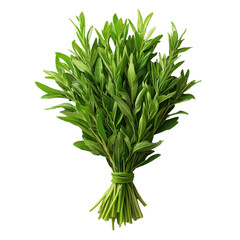 Fototapeta premium Tarragon isolated on white background