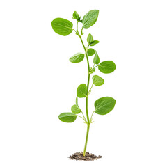 Fototapeta premium Young Pea Sprout with First True Leaves – Side View Isolated on Transparent Background, High-Res Plant Growth PNG