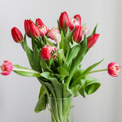 Beautiful pink tulip bunch in gray background