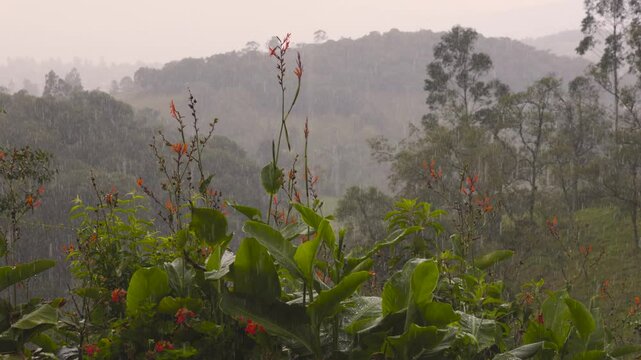 Rain falling on Indian shot plants in against the highlands landscape, captured in a farm in the eastern Andean mountains of central Colombia.
