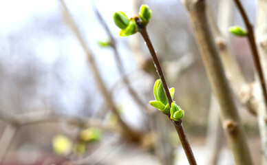 The first spring tender buds and branches on a background of a blue spring sky. Close-up, selective...