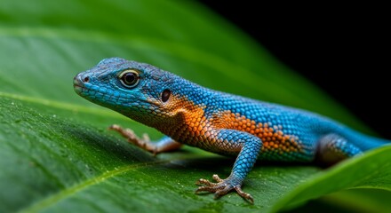 Fototapeta premium Vibrant Blue and Orange Lizard on Lush Green Leaf - A small, brilliantly colored lizard with blue and orange scales rests on a vibrant green leaf. Symbolizing nature, vibrancy, beauty, fragility