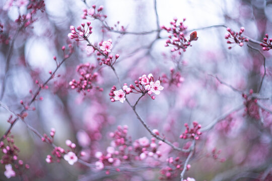 Close-up of cherry blossoms with a soft, blurred background