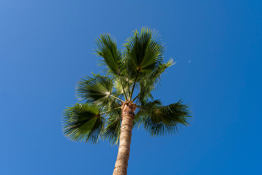 tropical palm tree with lush foliage isolated on a blue sky