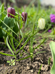 The Beautiful Spring Flowers are in Full Bloom, Showcasing Natures Vibrant Colors