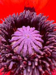 CloseUp of a Beautifully Vibrant and EyeCatching Poppy Flower Center in Nature