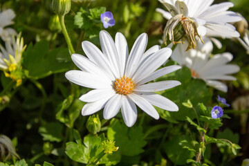 White daisy with yellow center close-up in green garden on sunny day