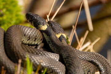 Close up of groep of grass snakes during mating season