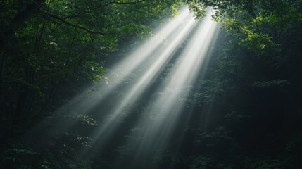 Fototapeta premium Sunlight streaming through forest trees. Serene nature scene. Inspirational, environmental concept, eco-tourism. Moody atmospheric background for website, poster, advertising.