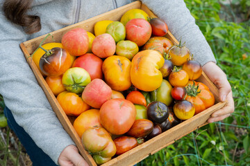 Farmer holds a decomposable wooden box with a ripe heirloom tomato mix. Fresh vegetables for sale at the local farmers market. Concept of gardening and delivery of organic vegetables. Ecofarm worker